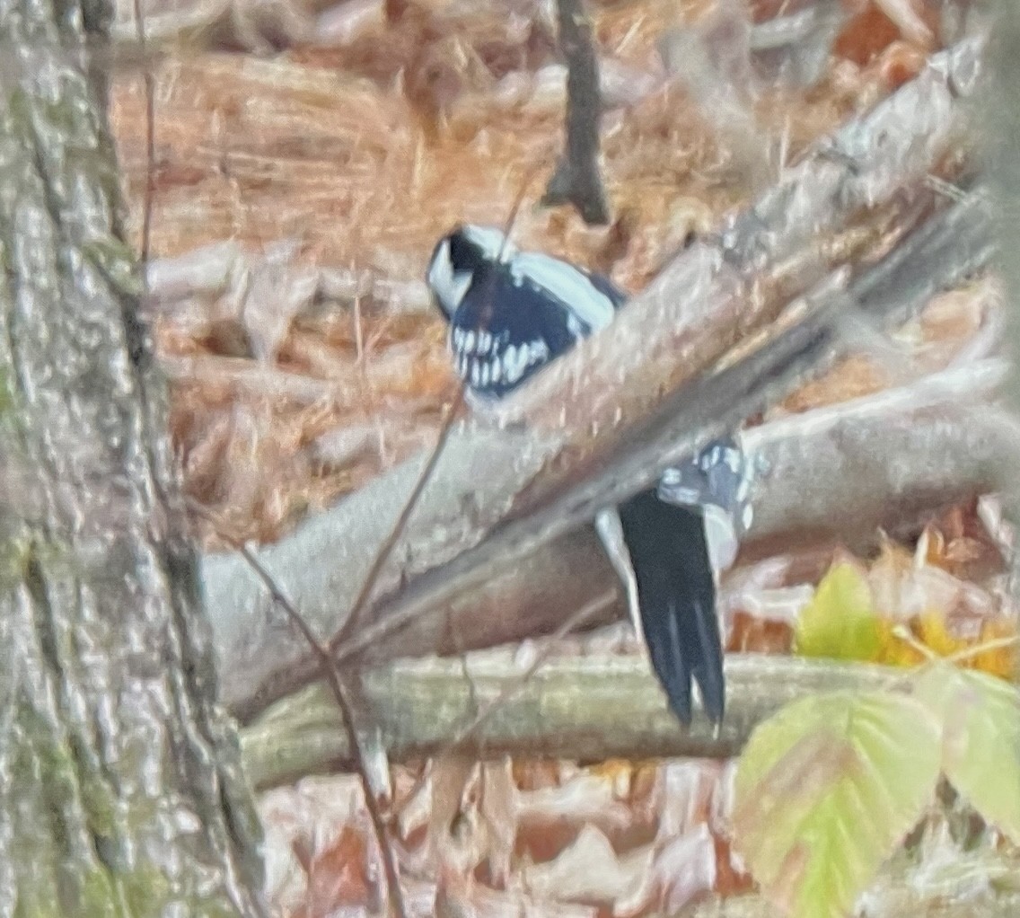 Hairy Woodpecker - ML644609036