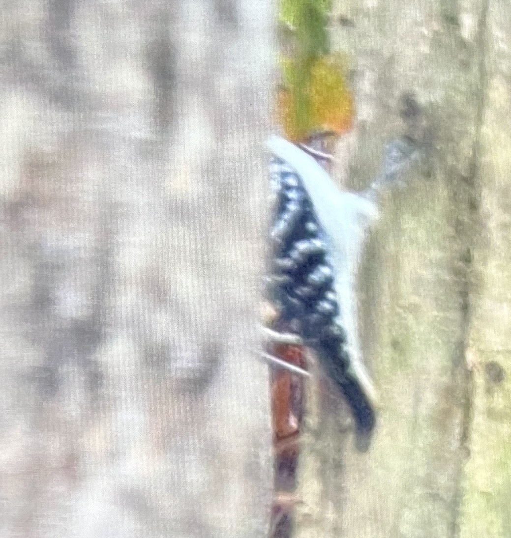 Hairy Woodpecker - ML644609037
