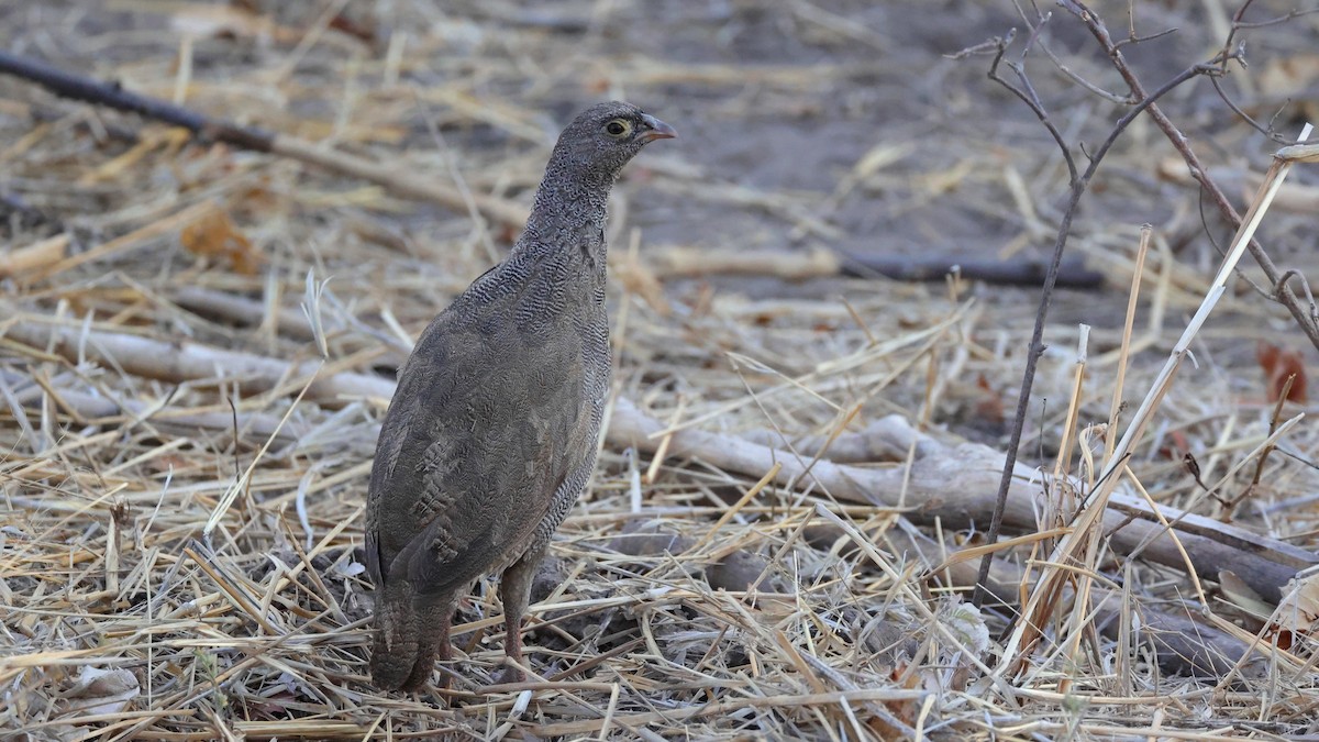 Red-billed Spurfowl - ML644609042