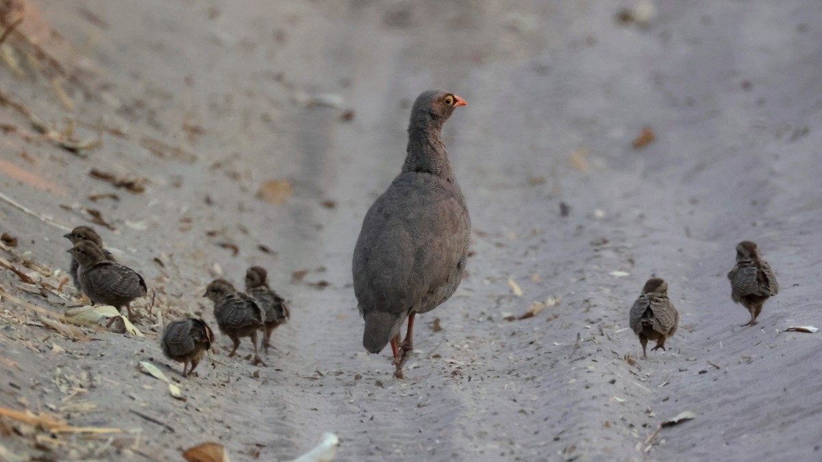 Red-billed Spurfowl - ML644609047