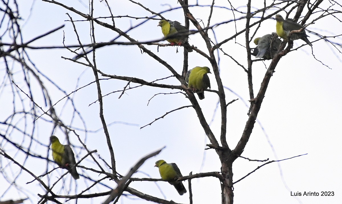 African Green-Pigeon - ML644609053