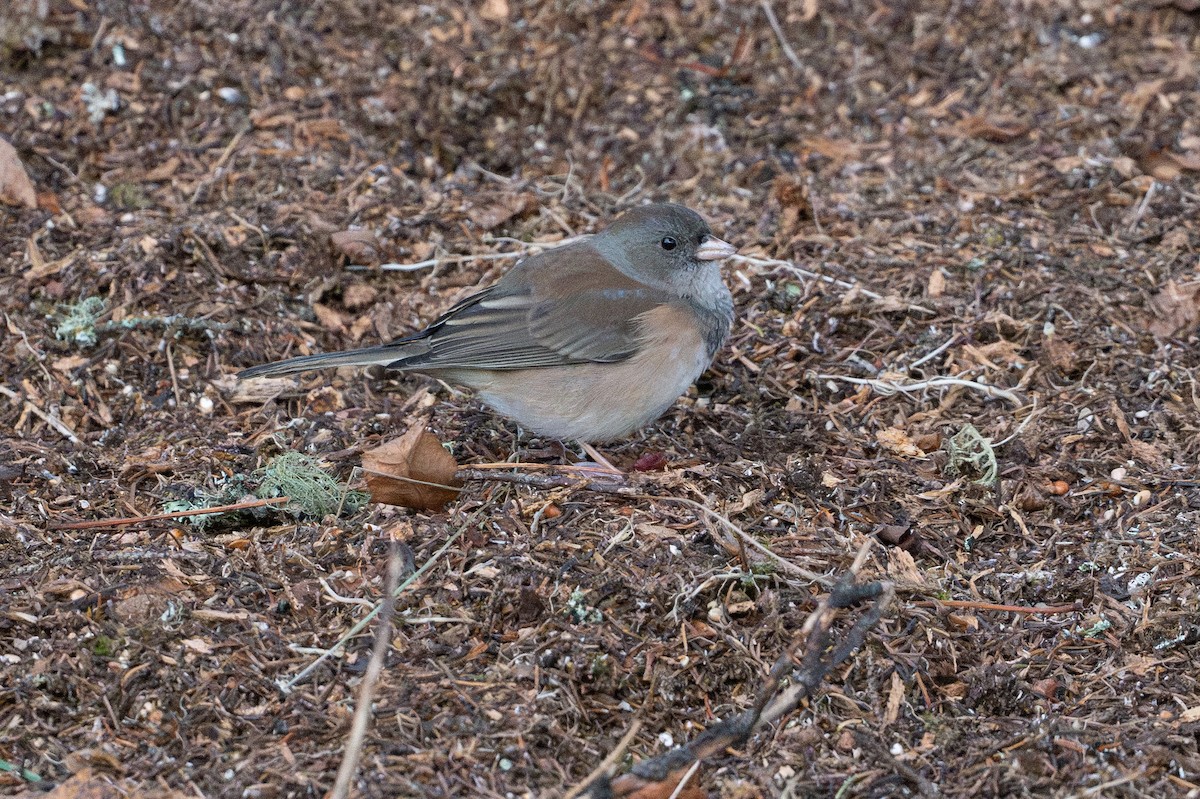 Junco ardoisé (groupe oreganus) - ML644609056