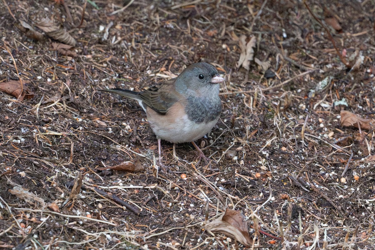 Junco ardoisé (groupe oreganus) - ML644609057