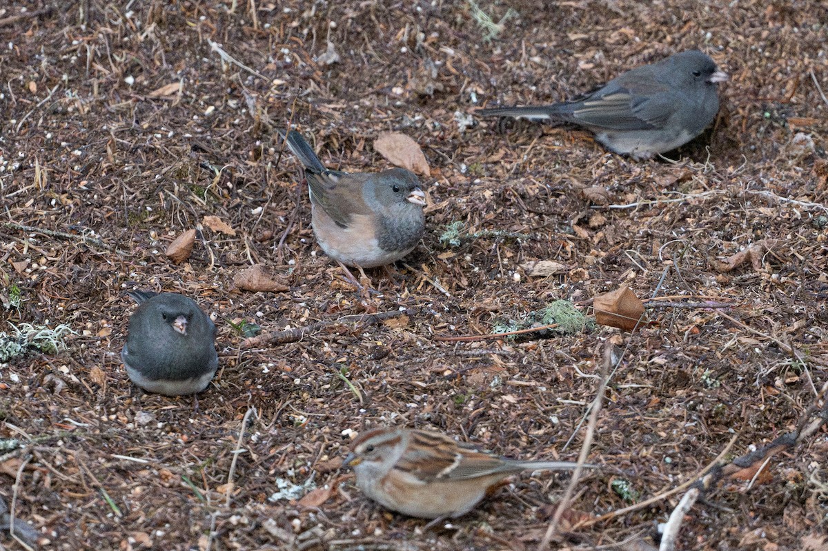 Junco ardoisé (groupe oreganus) - ML644609058