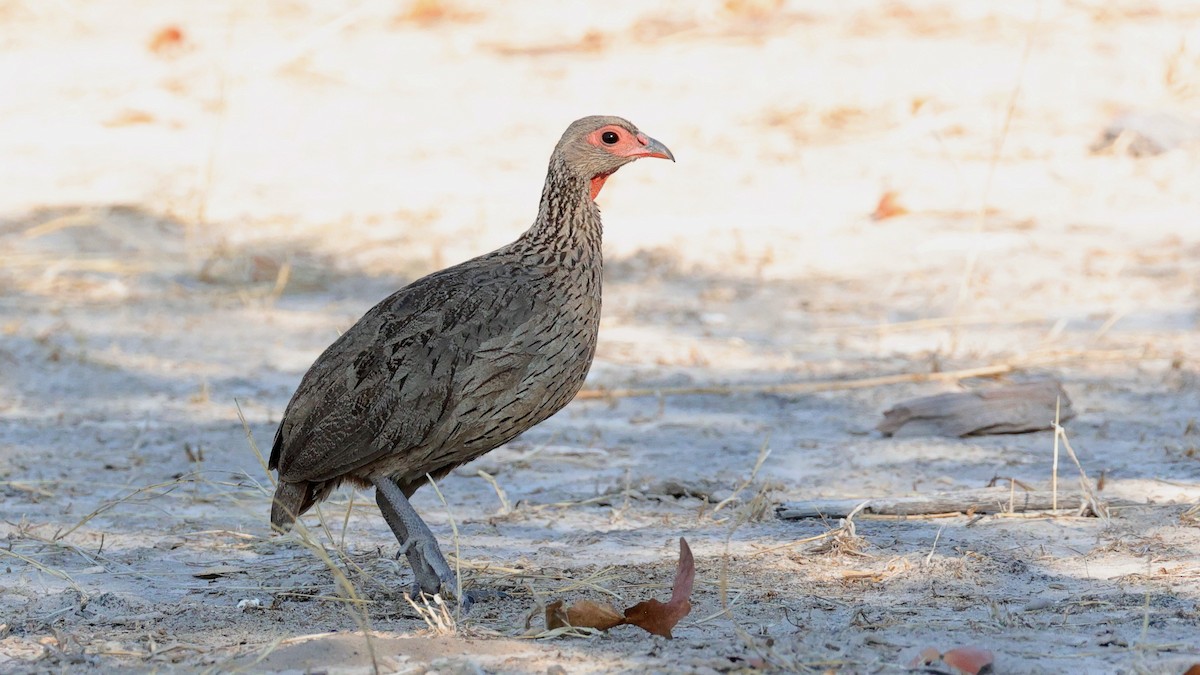 Swainson's Spurfowl - ML644609064