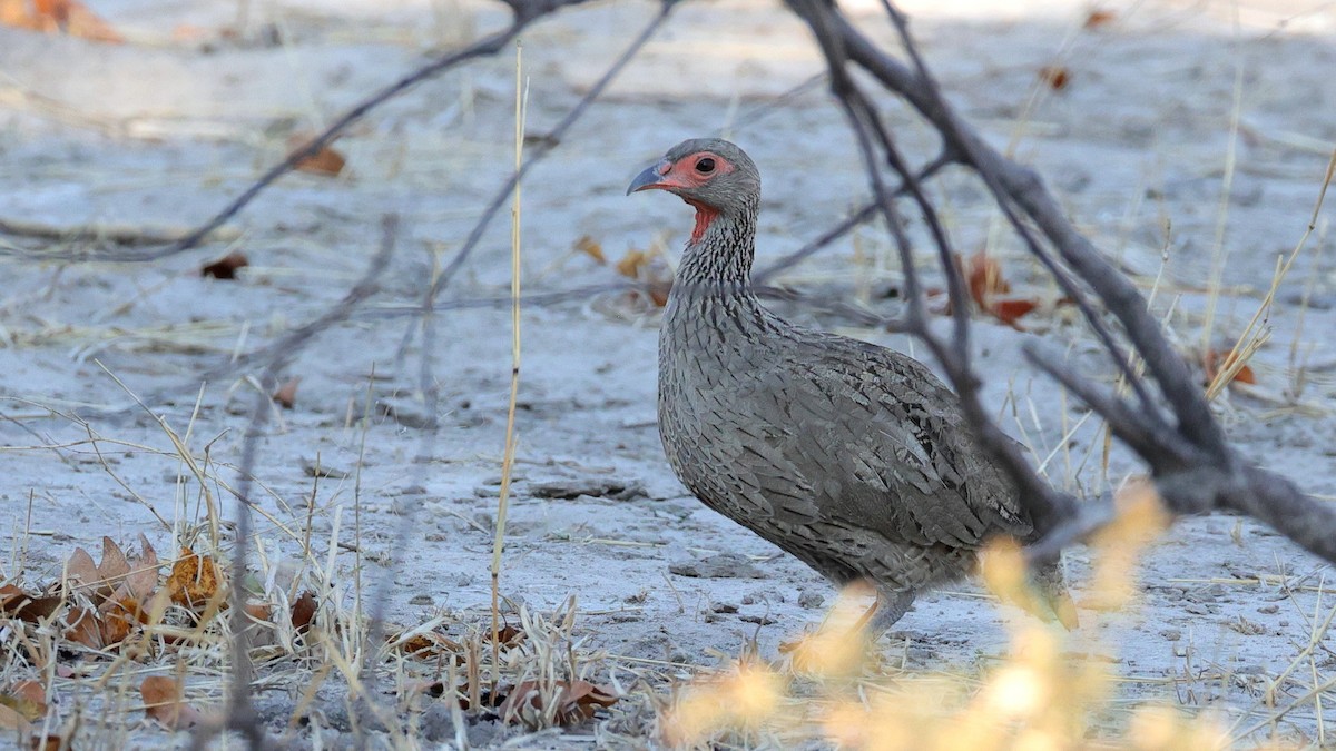 Swainson's Spurfowl - ML644609066