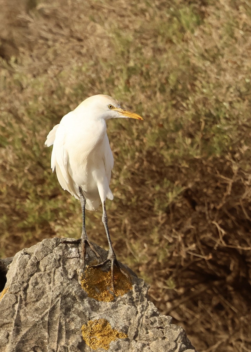 Héron garde-boeufs - ML644609075