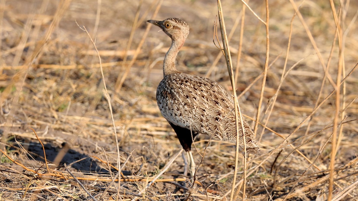 Red-crested Bustard - ML644609077