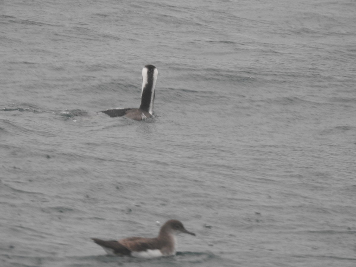 Spotted Shag - ML644609104