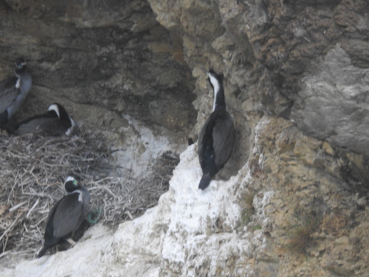 Spotted Shag - ML644609106