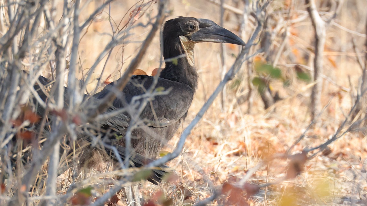 Southern Ground-Hornbill - ML644609108