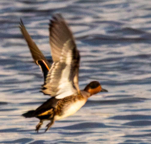 krikkand - ML644609119