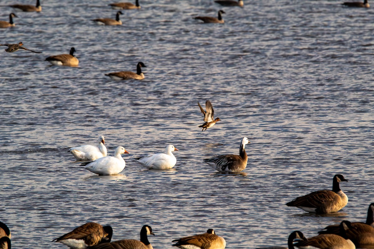 krikkand - ML644609137