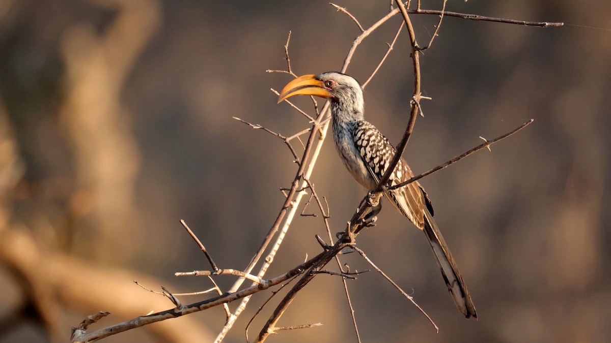 Southern Yellow-billed Hornbill - ML644609138