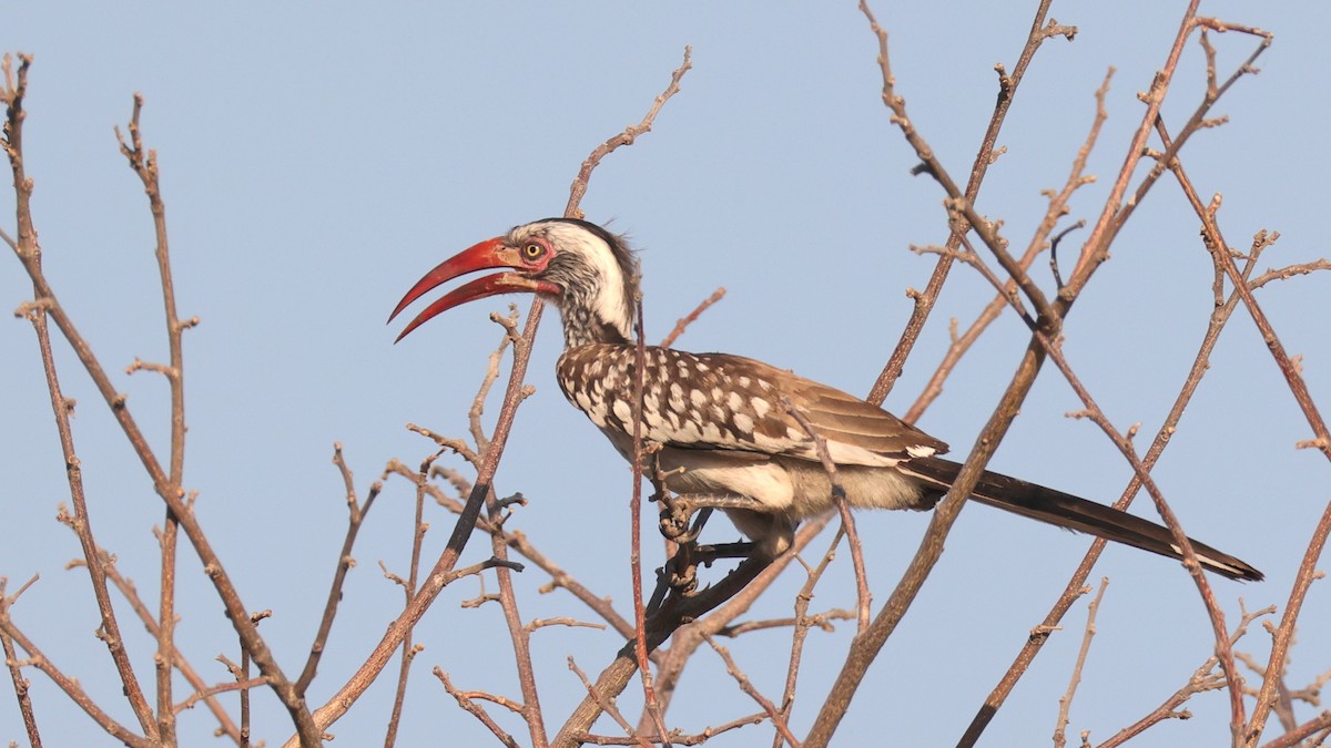 Southern Red-billed Hornbill - ML644609143