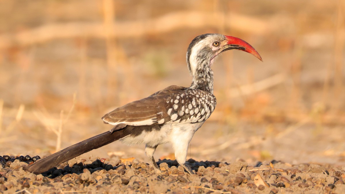 Southern Red-billed Hornbill - ML644609148