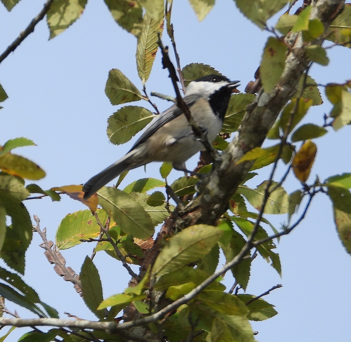Carolina Chickadee - ML644609157