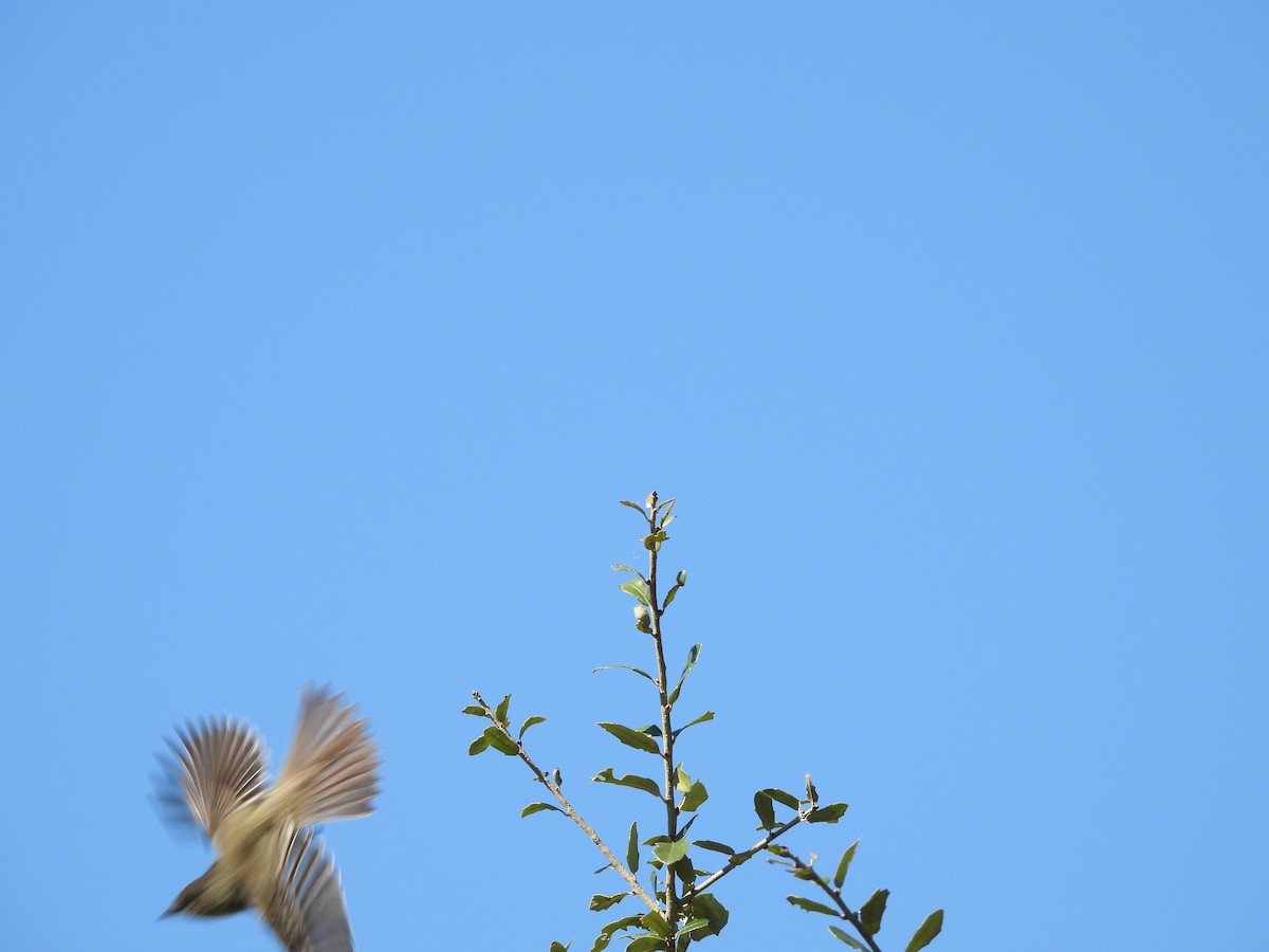 Mosquero Fibí - ML644609166