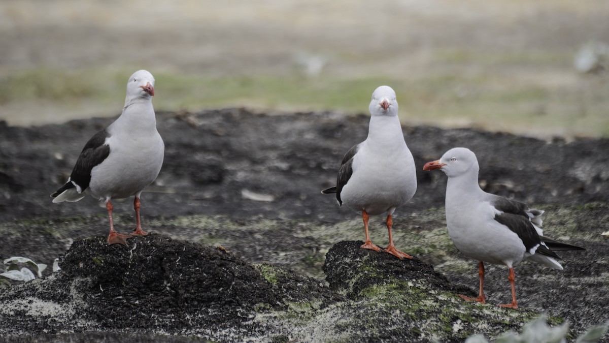 Goéland de Scoresby - ML644609167