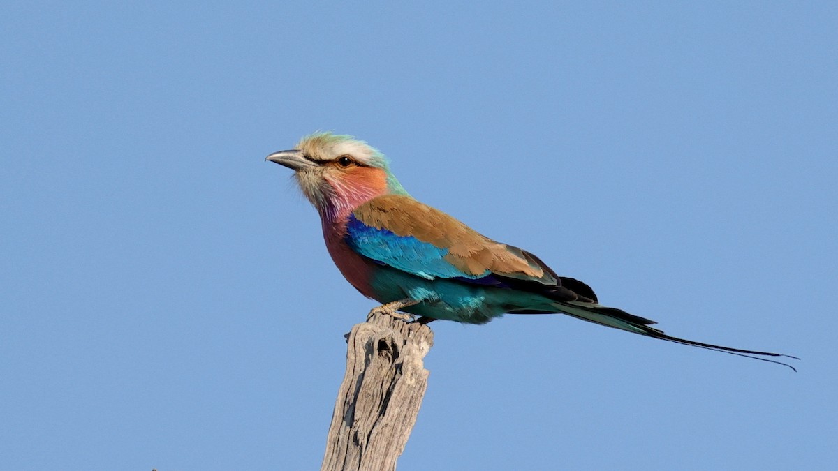 Lilac-breasted Roller - ML644609170