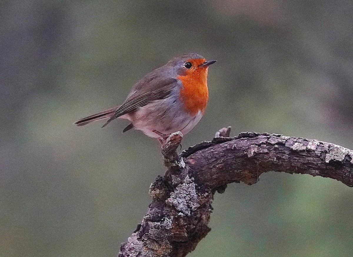 Rougegorge familier - ML644609173