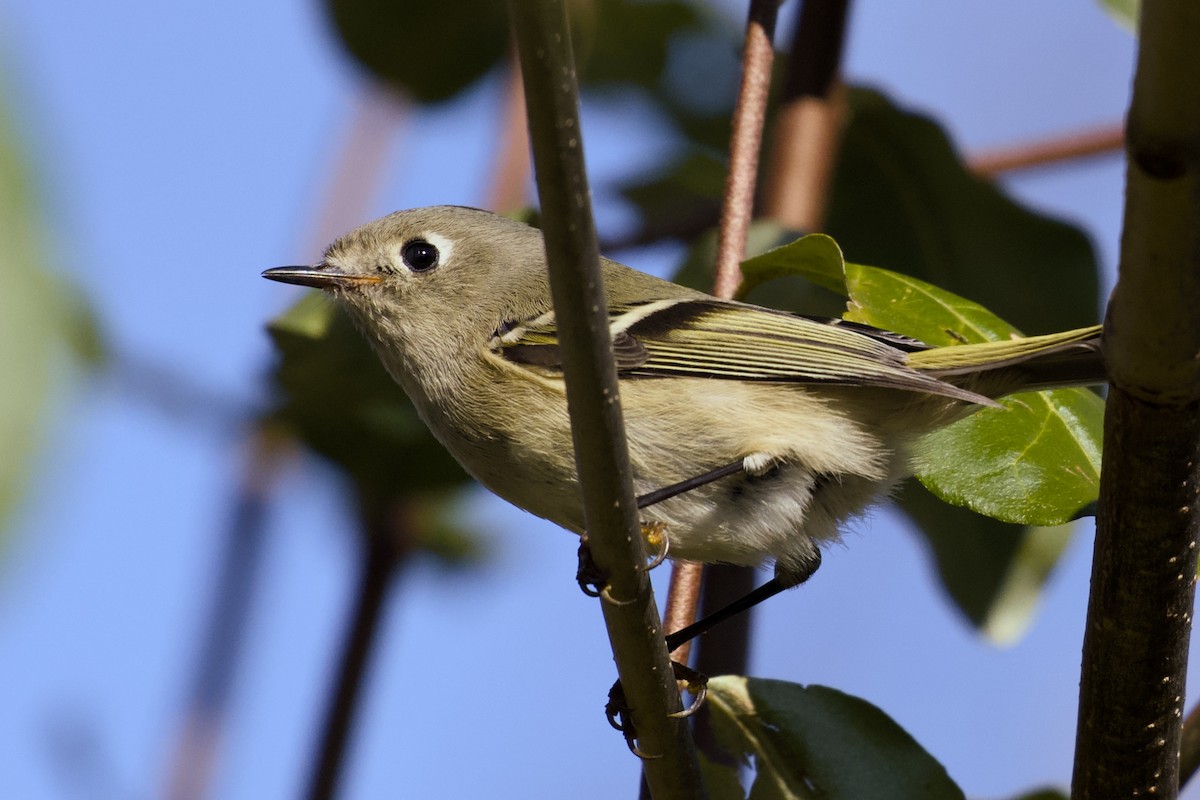 Ruby-crowned Kinglet - ML644609178