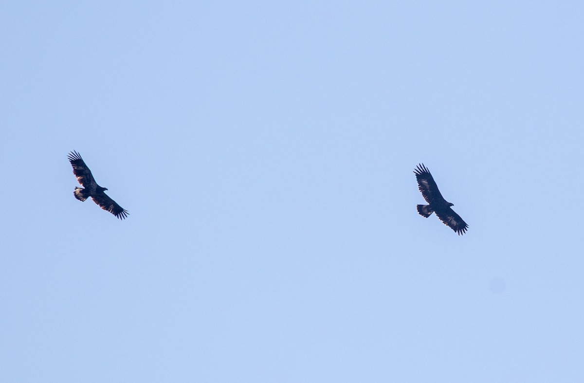 kongeørn - ML644609181