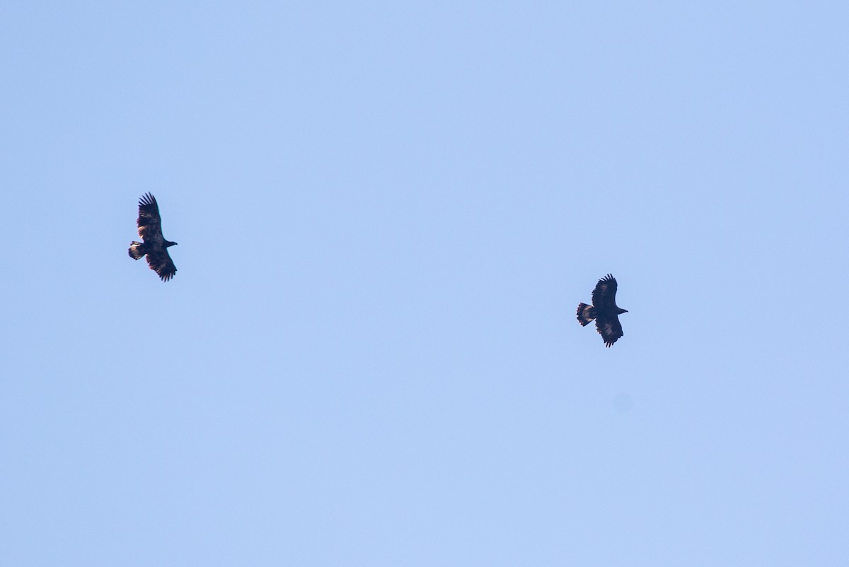 kongeørn - ML644609182