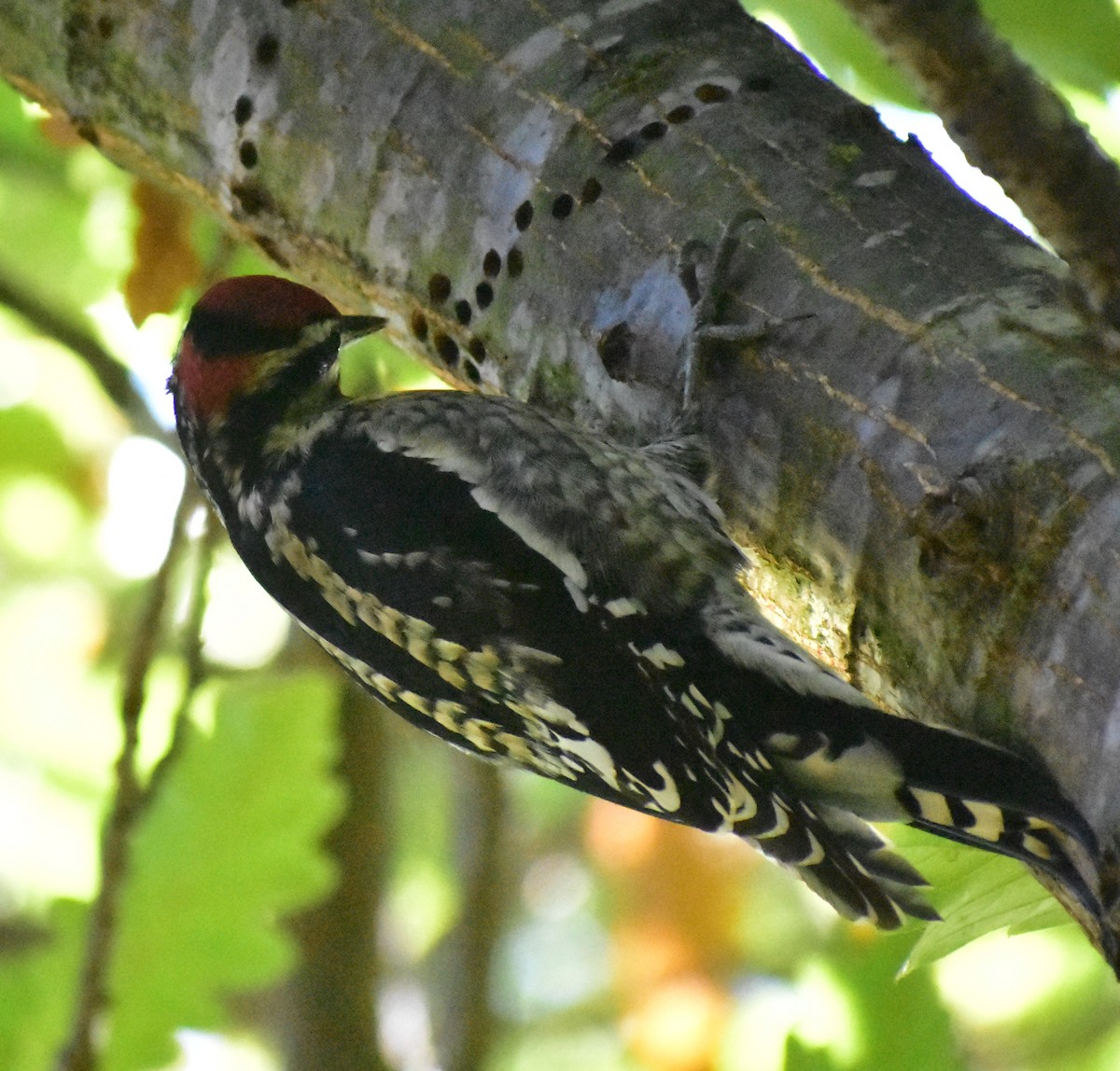 Rotnacken-Saftlecker - ML644609183