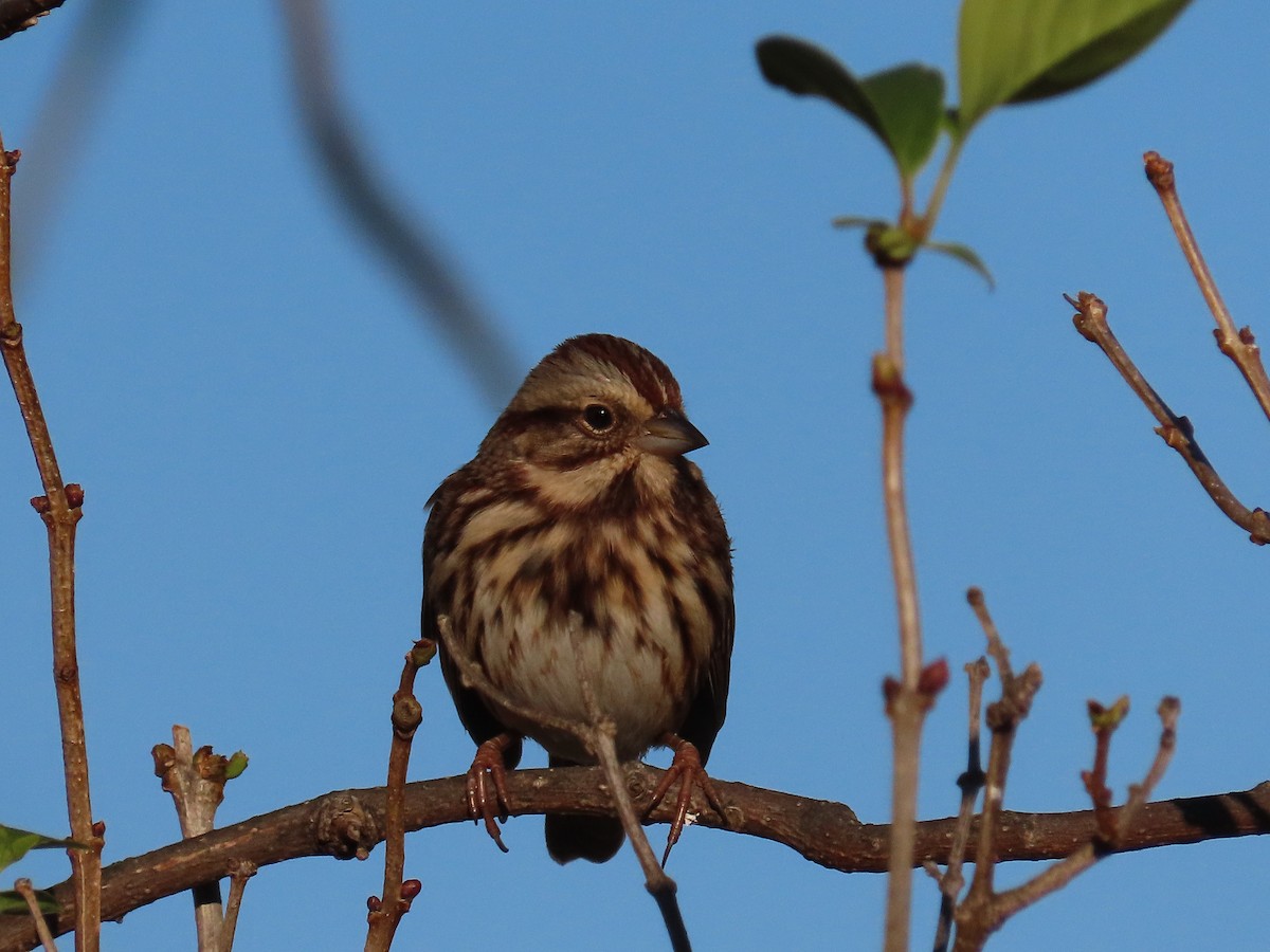 Song Sparrow - ML644609185