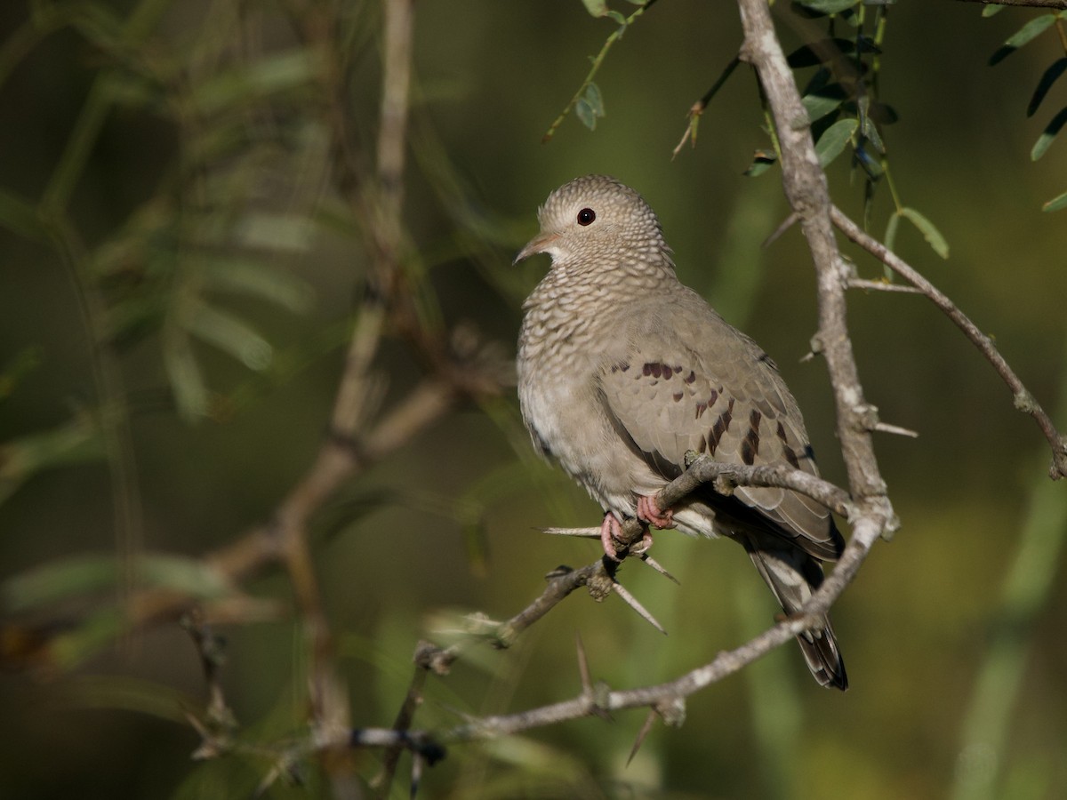 Common Ground Dove - ML644609186