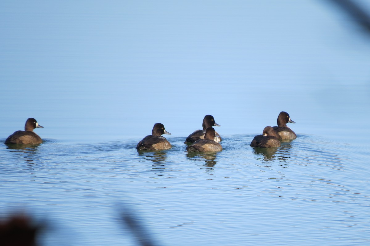 Lesser Scaup - ML644609187