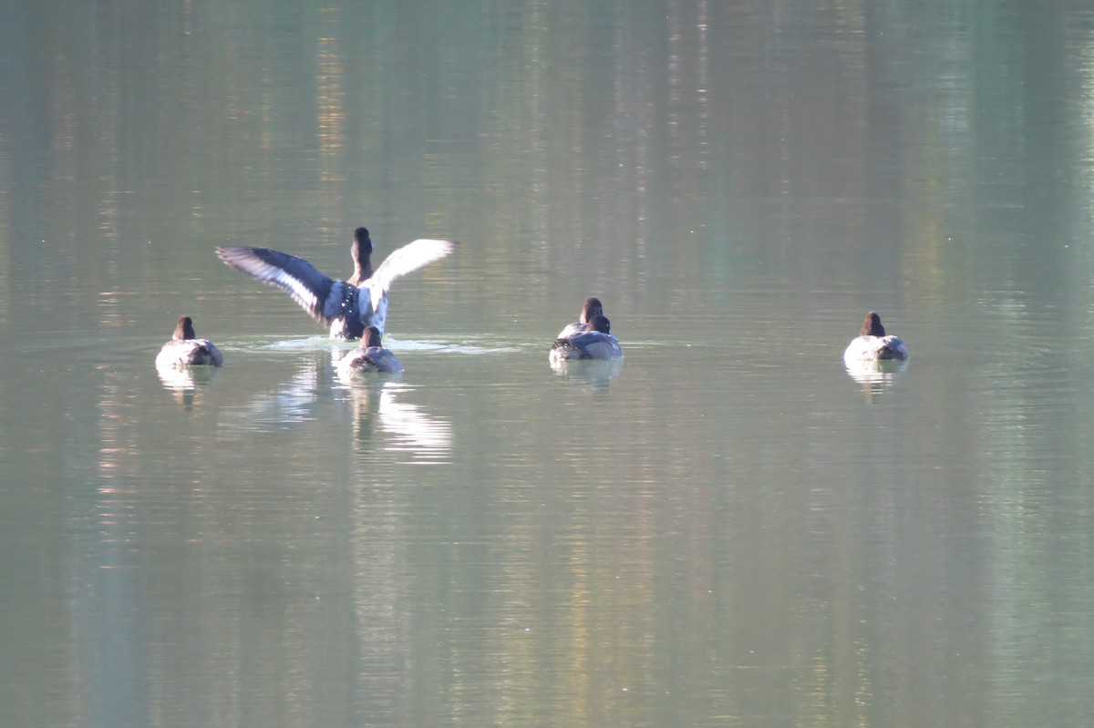 Lesser Scaup - ML644609188