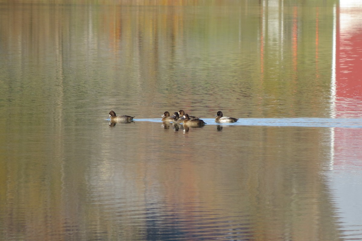 Lesser Scaup - ML644609189
