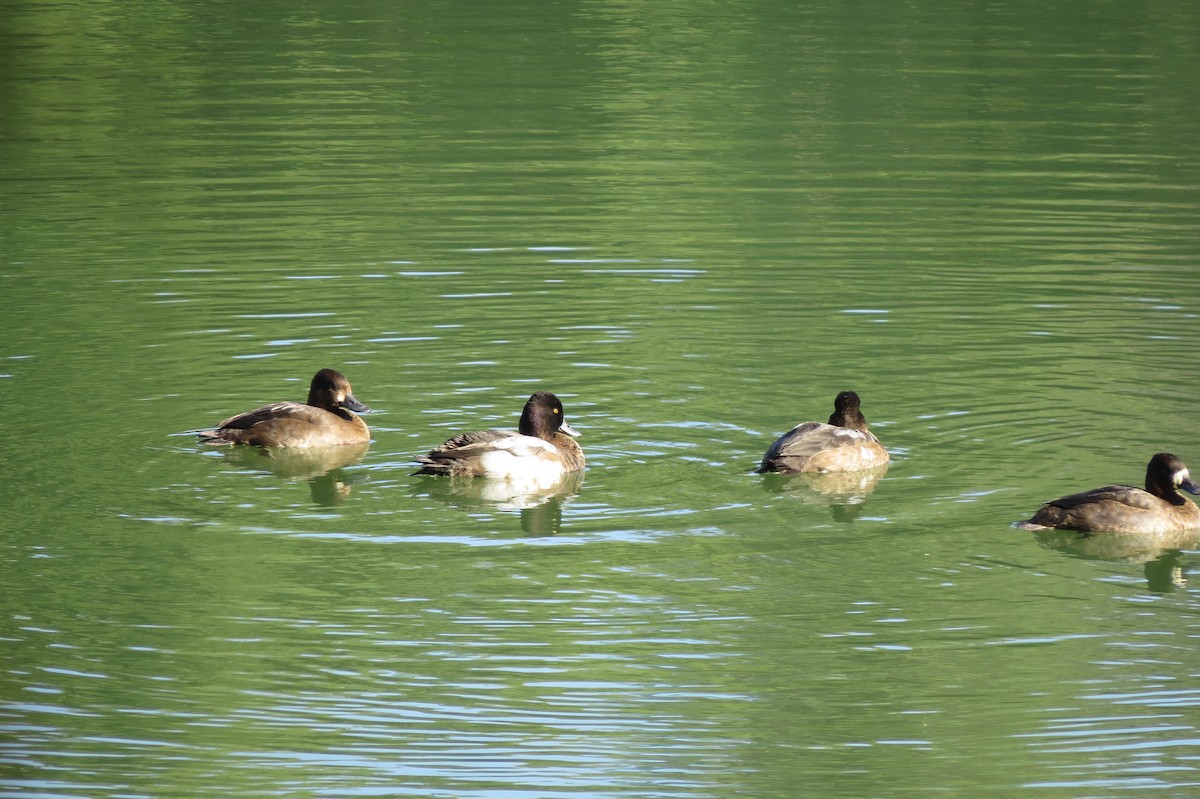 Lesser Scaup - ML644609190