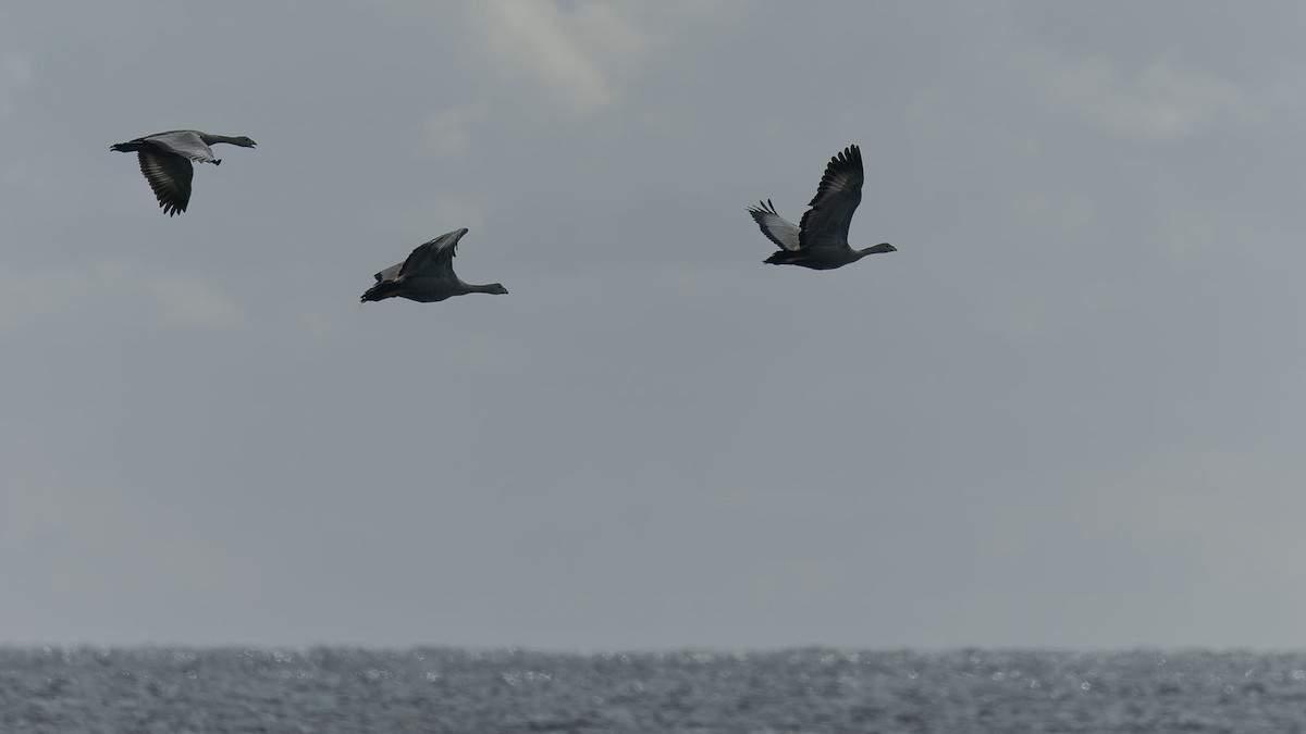 Cape Barren Goose - ML644609203