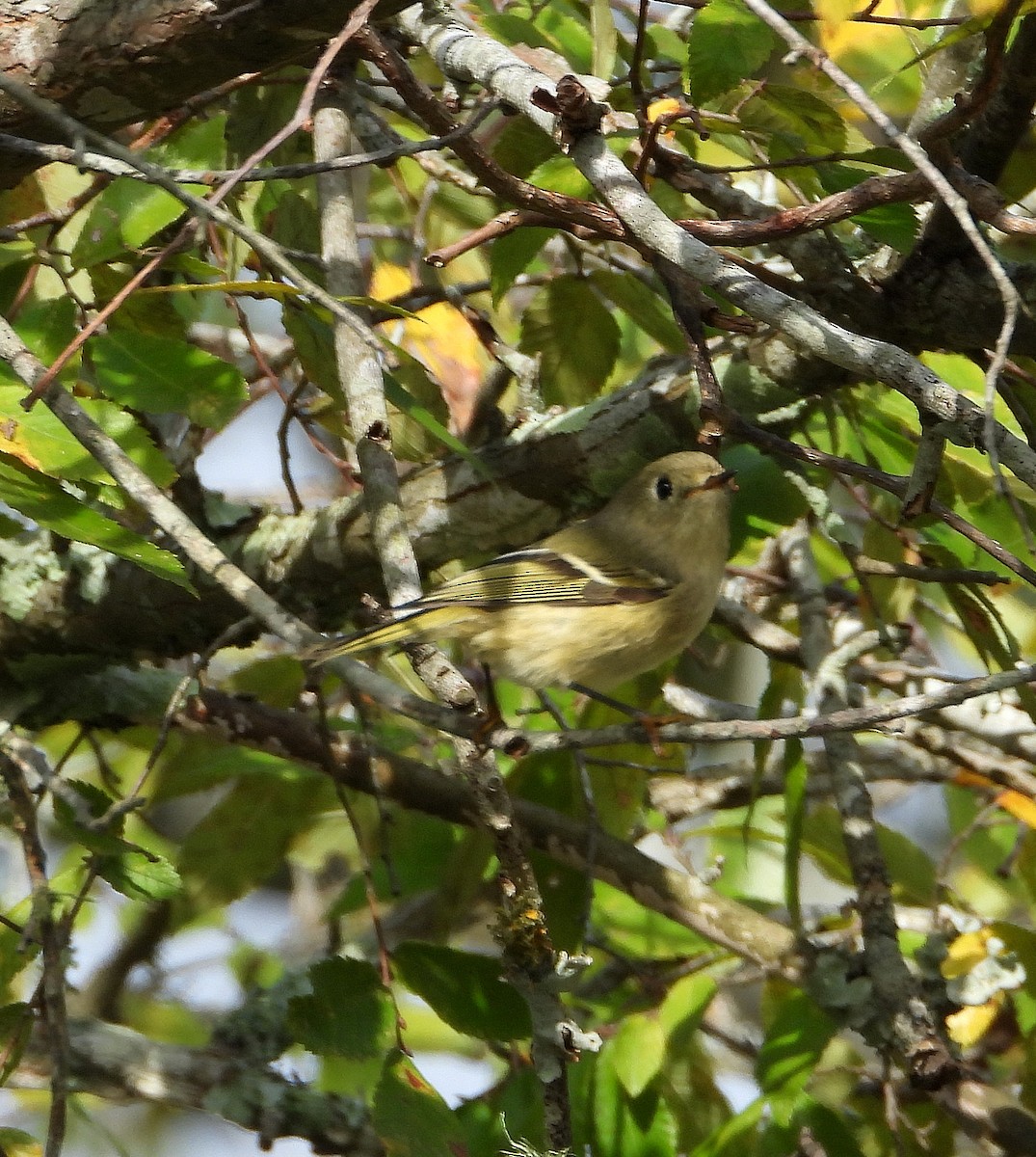 Ruby-crowned Kinglet - ML644609208