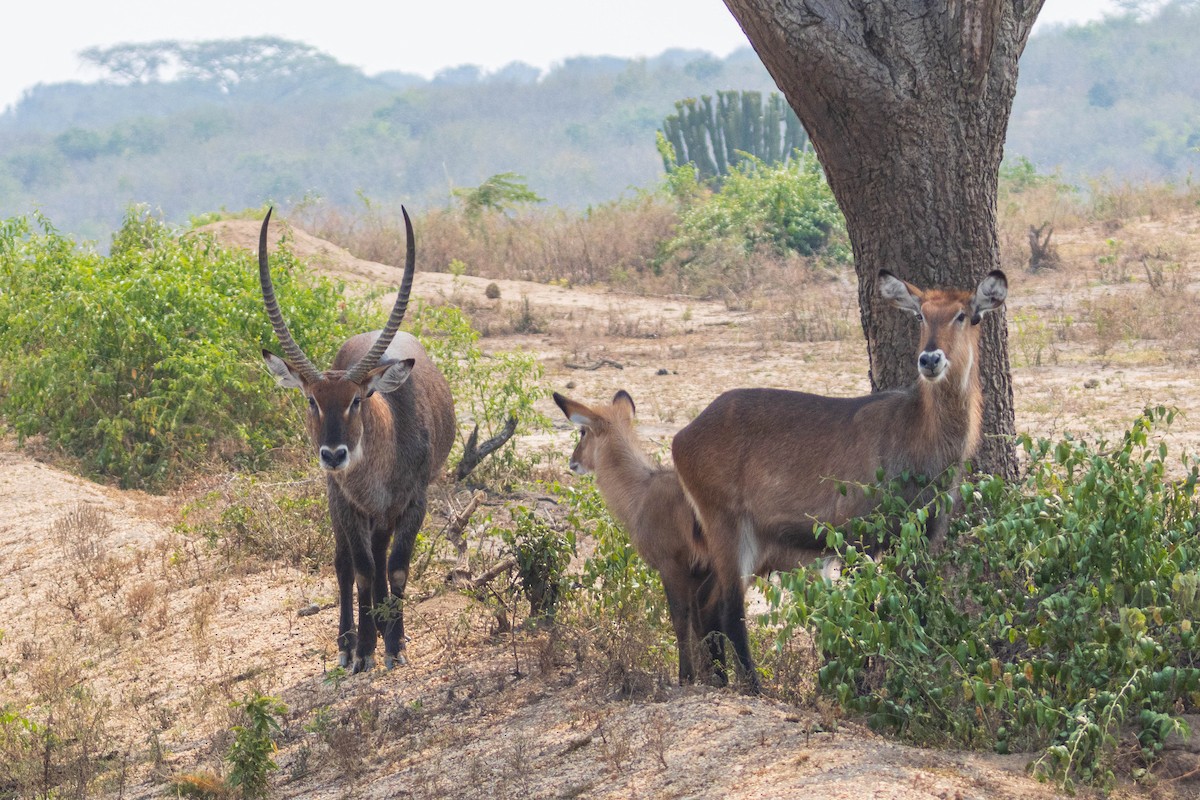 Defassa Waterbuck - ML644609210
