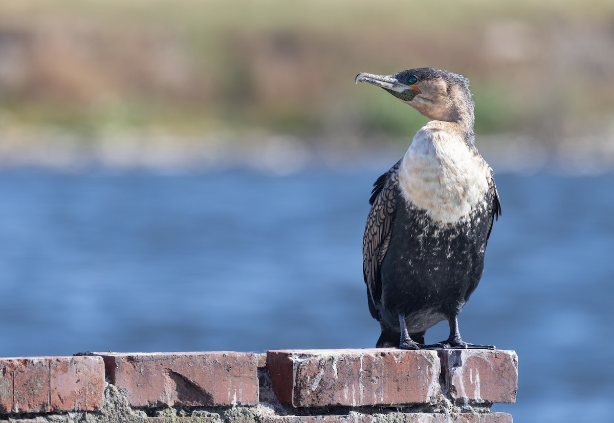 Cormorán Grande (ventriblanco) - ML644609211