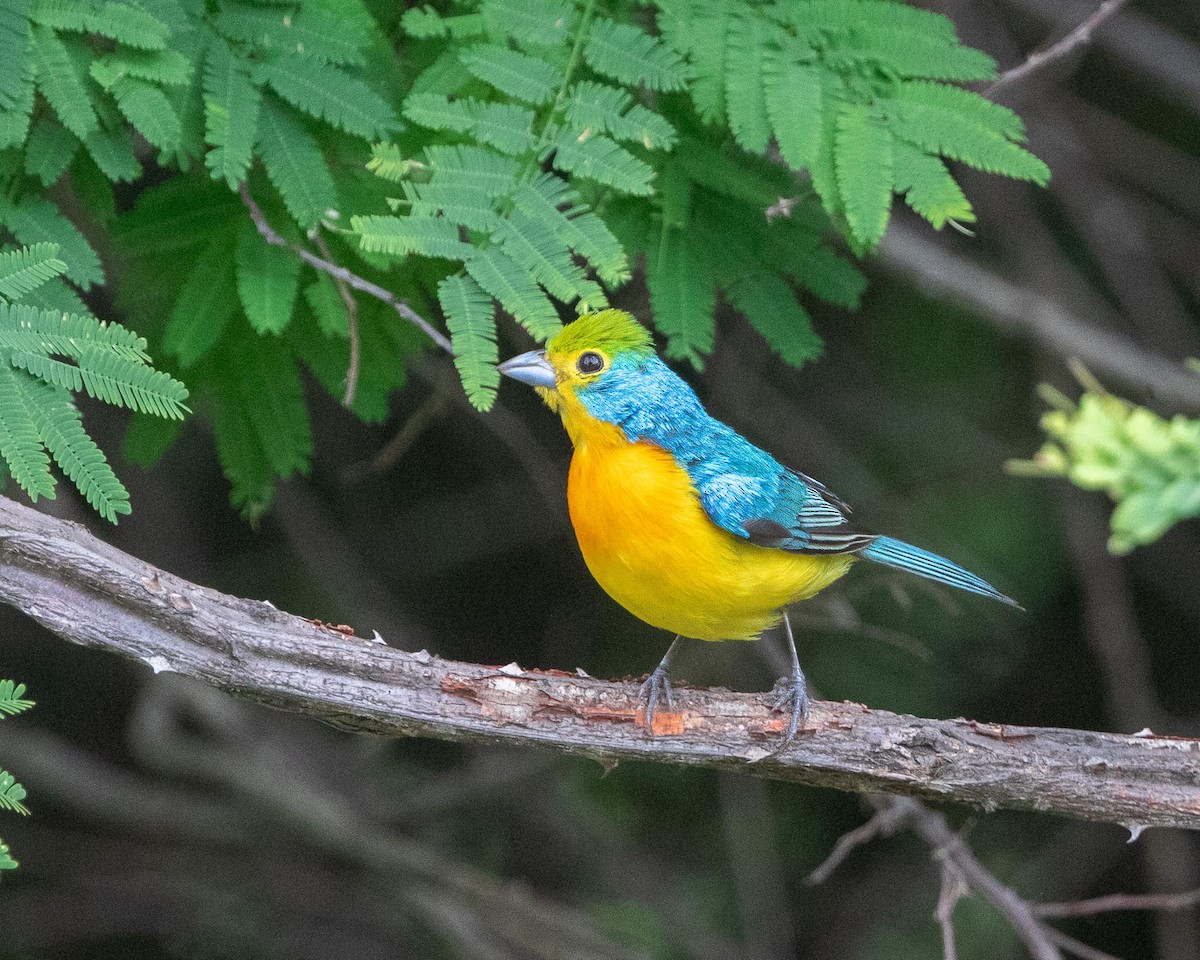 Orange-breasted Bunting - ML644609217
