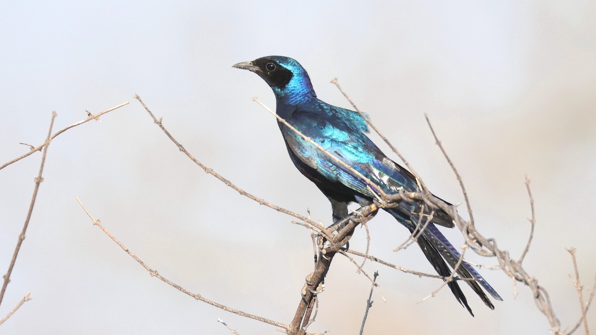 Meves's Starling - ML644609218