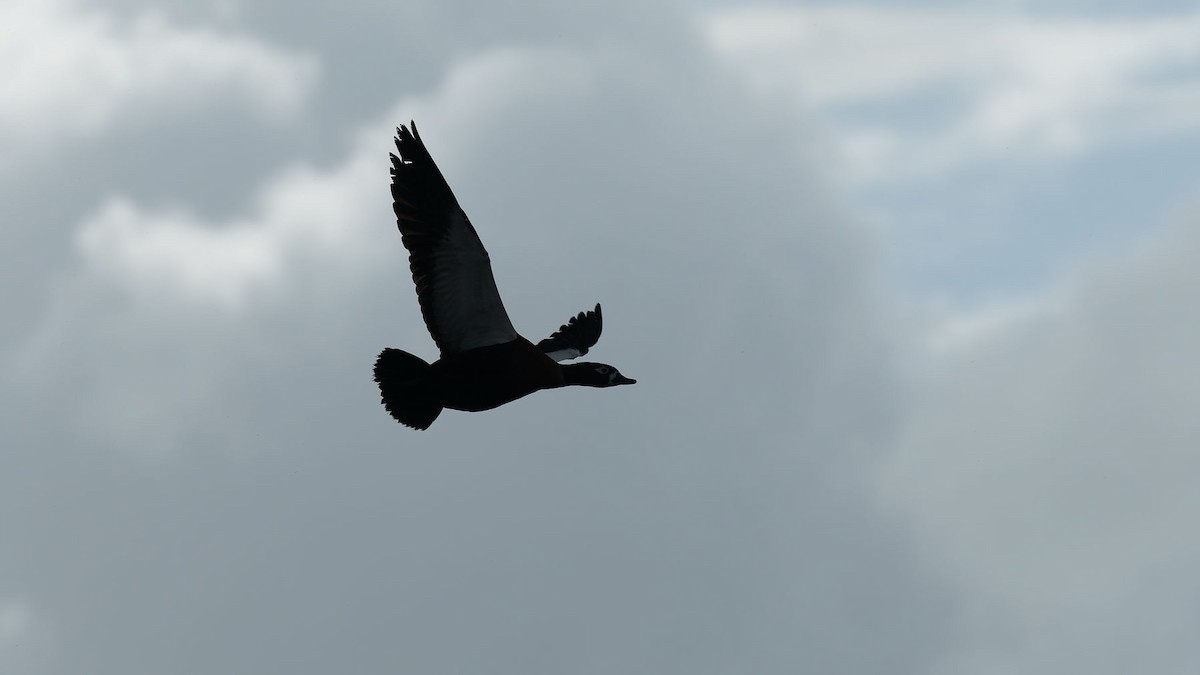 Галагаз австралійський - ML644609221