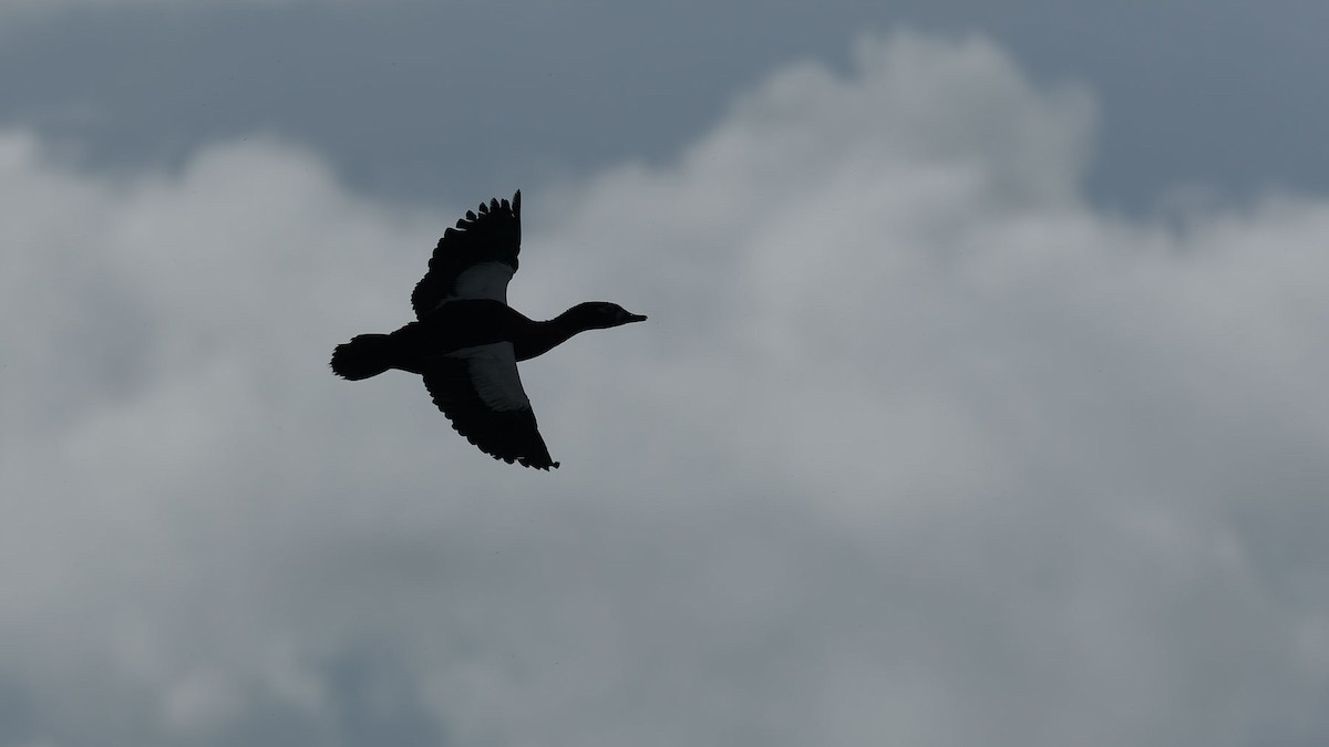 Галагаз австралійський - ML644609222