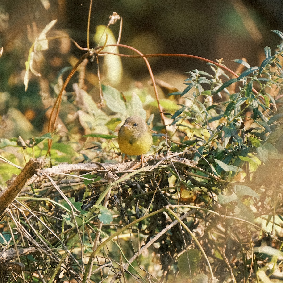 Цитринка чорновола - ML644609224