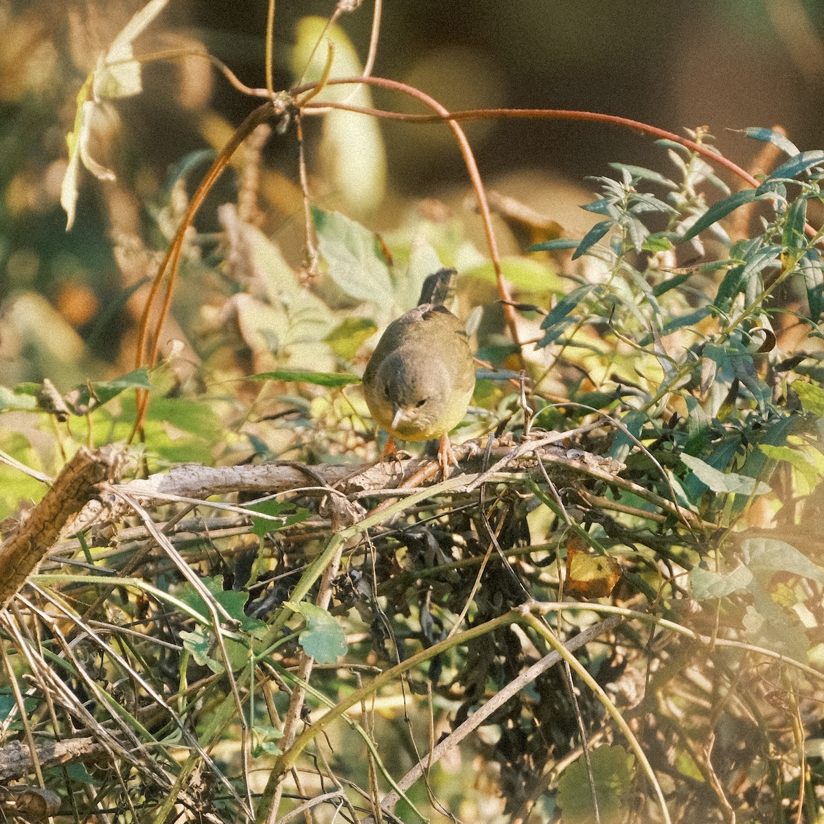 Цитринка чорновола - ML644609225