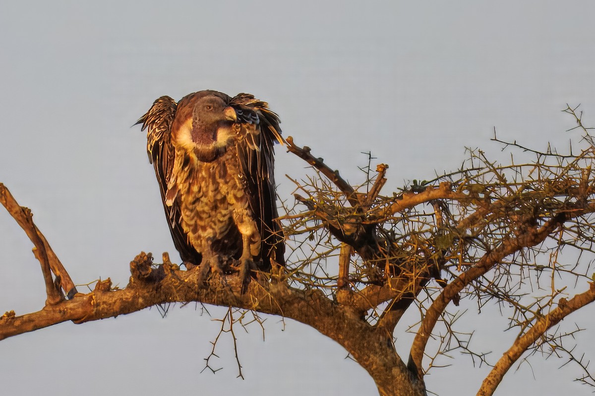 Buitre Dorsiblanco Africano - ML644609231