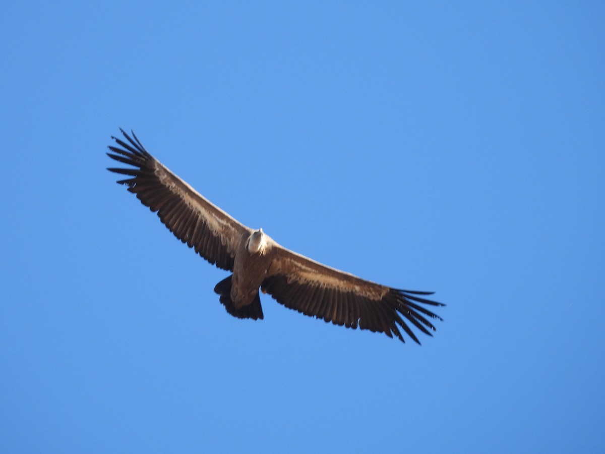 Сип білоголовий - ML644609240