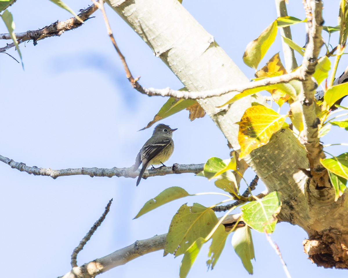 Hammond's Flycatcher - ML644609251