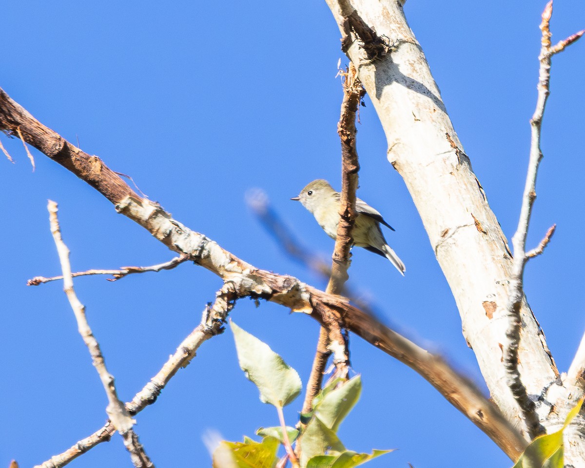Hammond's Flycatcher - ML644609252