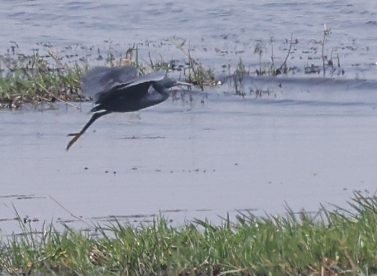 Black Heron - ML644609259